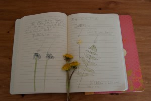 Things to do with your kids this summer: Start a nature notebook!