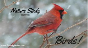 Nature Study in Winter: Birds! Set up a bird feeder and experience nature study through your window on a cold winter's day!