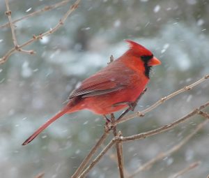Winter Nature Study