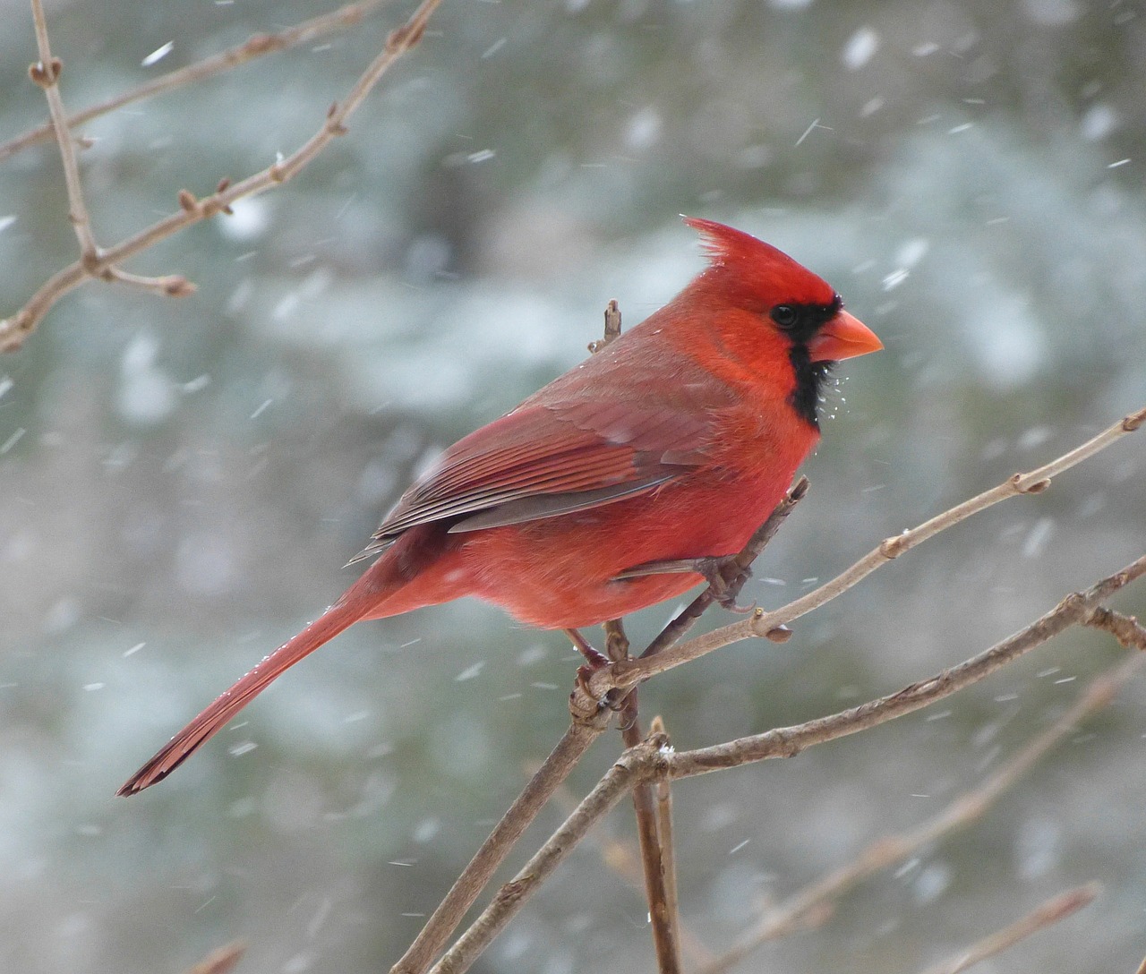 How to Keep Warm During Nature Study This Winter